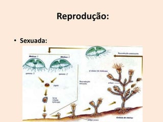 Reprodução:

• Sexuada:
 