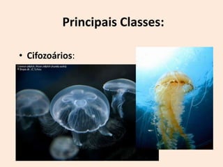 Principais Classes:

• Cifozoários:
 