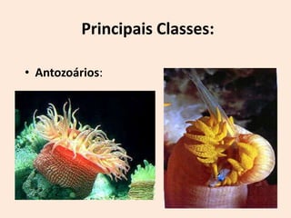 Principais Classes:

• Antozoários:
 