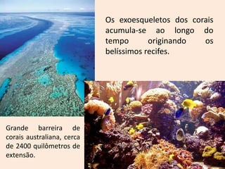 Os exoesqueletos dos corais
                            acumula-se ao longo do
                            tempo       originando  os
                            belíssimos recifes.




Grande barreira de
corais australiana, cerca
de 2400 quilômetros de
extensão.
 
