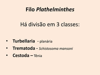Filo Plathelminthes

       Há divisão em 3 classes:

• Turbellaria - planária
• Trematoda - Schistosoma mansoni
• Cestoda – Tênia
 
