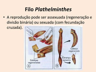 Filo Plathelminthes
• A reprodução pode ser assexuada (regeneração e
  divisão binária) ou sexuada (com fecundação
  cruzada).
 