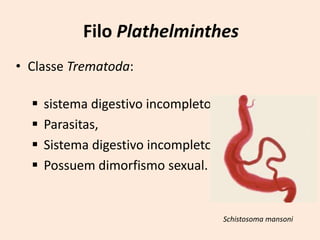 Filo Plathelminthes
• Classe Trematoda:

     sistema digestivo incompleto,
     Parasitas,
     Sistema digestivo incompleto,
     Possuem dimorfismo sexual.


                                      Schistosoma mansoni
 