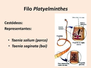 Filo Platyelminthes

Cestódeos:
Representantes:

 • Taenia solium (porco)
 • Taenia saginata (boi)
 