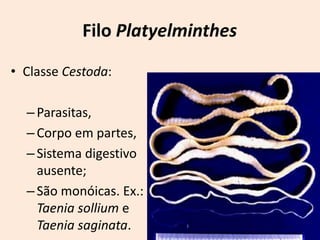 Filo Platyelminthes

• Classe Cestoda:

  – Parasitas,
  – Corpo em partes,
  – Sistema digestivo
    ausente;
  – São monóicas. Ex.:
    Taenia sollium e
    Taenia saginata.
 