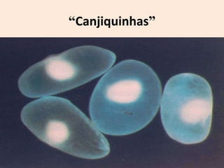 “Canjiquinhas”
 
