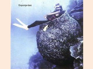 Esponja-baú
 