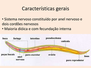 Características gerais
• Sistema nervoso constituído por anel nervoso e
dois cordões nervosos
• Maioria dióica e com fecundação interna
 