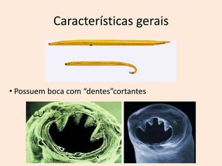 Características gerais




• Possuem boca com “dentes”cortantes
 