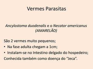 Vermes Parasitas

Ancylostoma duodenalis e o Necator americanus
               (AMARELÃO)

São 2 vermes muito pequenos;
• Na fase adulta chegam a 1cm;
• Instalam-se no Intestino delgado do hospedeiro;
Conhecida também como doença do “Jeca”.
 
