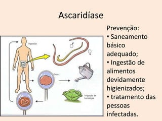 Ascaridíase
              Prevenção:
              • Saneamento
              básico
              adequado;
              • Ingestão de
              alimentos
              devidamente
              higienizados;
              • tratamento das
              pessoas
              infectadas.
 