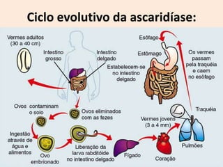 Ciclo evolutivo da ascaridíase:
 