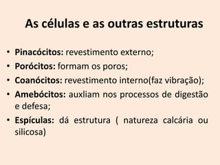 As células e as outras estruturas

• Pinacócitos: revestimento externo;
• Porócitos: formam os poros;
• Coanócitos: revestimento interno(faz vibração);
• Amebócitos: auxliam nos processos de digestão
  e defesa;
• Espículas: dá estrutura ( natureza calcária ou
  silicosa)
 