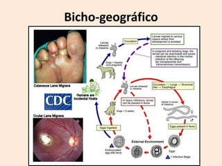 Bicho-geográfico
 