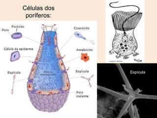 Células dos
 poríferos:




              Espícula
 