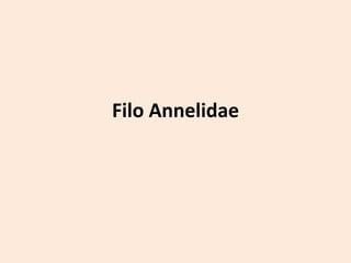Filo Annelidae
 