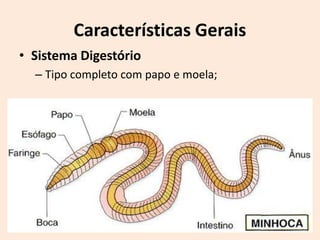 Características Gerais
• Sistema Digestório
  – Tipo completo com papo e moela;
 