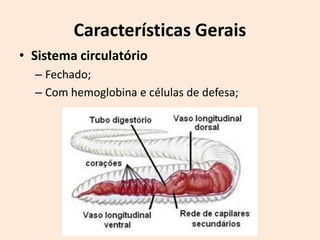Características Gerais
• Sistema circulatório
  – Fechado;
  – Com hemoglobina e células de defesa;
 