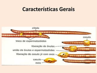 Características Gerais
 