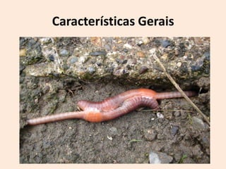 Características Gerais
 