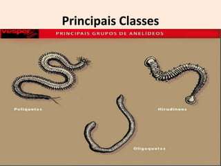 Principais Classes
 