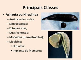 Principais Classes
• Achaeta ou Hirudinea
  – Ausência de cerdas;
  – Sanguessugas;
  – Ectoparasitas;
  – Duas Ventosas;
  – Monóicos (Hermafroditas);
  – Medicina:
     • Hirundin;
     • Implante de Membros;
 