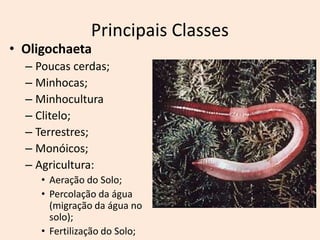Principais Classes
• Oligochaeta
  – Poucas cerdas;
  – Minhocas;
  – Minhocultura
  – Clitelo;
  – Terrestres;
  – Monóicos;
  – Agricultura:
     • Aeração do Solo;
     • Percolação da água
       (migração da água no
       solo);
     • Fertilização do Solo;
 