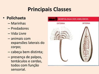 Principais Classes
• Polichaeta
  – Marinhas
  – Predadores
  – Vida Livre
  – animais com
    expansões laterais do
    corpo;
  – cabeça bem distinta;
  – presença de palpos,
    tentáculos e cerdas,
    todos com função
    sensorial.
 