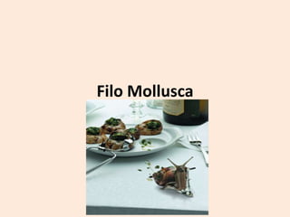 Filo Mollusca
 