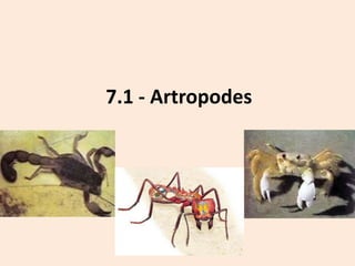 7.1 - Artropodes
 
