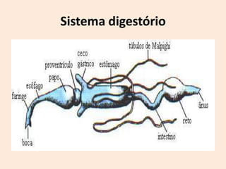 Sistema digestório
 