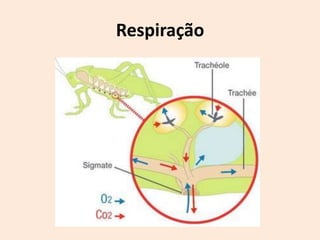 Respiração
 
