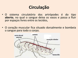 Circulação
• O sistema circulatório dos artrópodes é do tipo
  aberto, no qual o sangue deixa os vasos e passa a fluir
  por espaços livres entre os tecidos,

• O coração muscular fica situado dorsalmente e bombeia
  o sangue para todo o corpo.
 