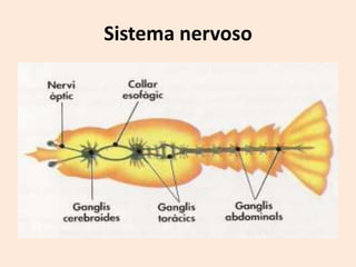 Sistema nervoso
 