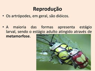 Reprodução
• Os artrópodes, em geral, são dióicos.

• A maioria das formas apresenta estágio
  larval, sendo o estágio adulto atingido através de
  metamorfose.
 