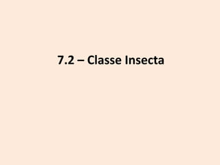 7.2 – Classe Insecta
 