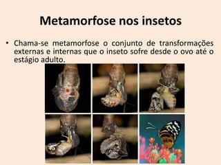 Metamorfose nos insetos
• Chama-se metamorfose o conjunto de transformações
  externas e internas que o inseto sofre desde o ovo até o
  estágio adulto.
 
