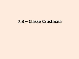 7.3 – Classe Crustacea
 