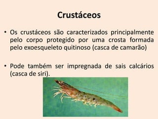Crustáceos
• Os crustáceos são caracterizados principalmente
  pelo corpo protegido por uma crosta formada
  pelo exoesqueleto quitinoso (casca de camarão)

• Pode também ser impregnada de sais calcários
  (casca de siri).
 