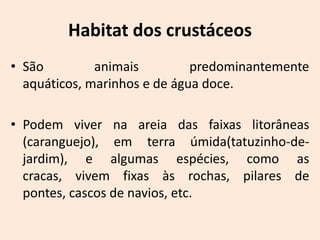 Habitat dos crustáceos
• São         animais         predominantemente
  aquáticos, marinhos e de água doce.

• Podem viver na areia das faixas litorâneas
  (caranguejo), em terra úmida(tatuzinho-de-
  jardim), e algumas espécies, como as
  cracas, vivem fixas às rochas, pilares de
  pontes, cascos de navios, etc.
 