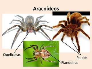Aracnídeos




Quelíceras
                                   Palpos
                          Fiandeiras
 