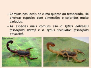 – Comuns nos locais de clima quente ou temperado. Há
  diversas espécies com dimensões e coloridos muito
  variados.
– As espécies mais comuns são o Tytius bahiensis
  (escorpião preto) e o Tytius serrulatus (escorpião
  amarelo).
 