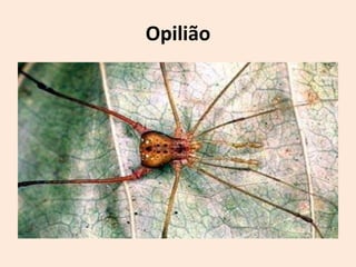 Opilião
 
