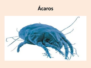 Ácaros
 