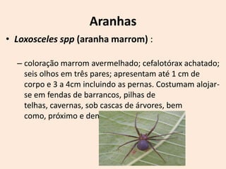 Aranhas
• Loxosceles spp (aranha marrom) :

  – coloração marrom avermelhado; cefalotórax achatado;
    seis olhos em três pares; apresentam até 1 cm de
    corpo e 3 a 4cm incluindo as pernas. Costumam alojar-
    se em fendas de barrancos, pilhas de
    telhas, cavernas, sob cascas de árvores, bem
    como, próximo e dentro das moradias.
 