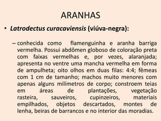 ARANHAS
• Latrodectus curacaviensis (viúva-negra):

  – conhecida como flamenguinha e aranha barriga
    vermelha. Possui abdômen globoso de coloração preta
    com faixas vermelhas e, por vezes, alaranjada;
    apresenta no ventre uma mancha vermelha em forma
    de ampulheta; oito olhos em duas filas: 4:4; fêmeas
    com 1 cm de tamanho; machos muito menores com
    apenas alguns milímetros de corpo; constroem teias
    em        áreas     de      plantações,       vegetação
    rasteira,     sauveiros,     cupinzeiros,      materiais
    empilhados, objetos descartados, montes de
    lenha, beiras de barrancos e no interior das moradias.
 