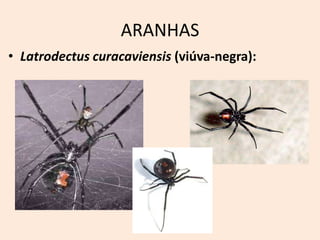 ARANHAS
• Latrodectus curacaviensis (viúva-negra):
 