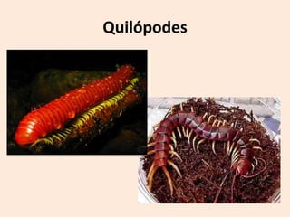 Quilópodes
 