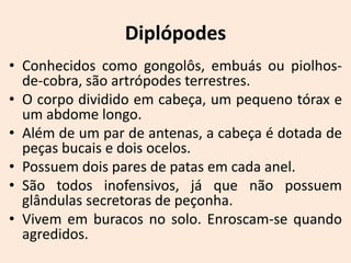 Diplópodes
• Conhecidos como gongolôs, embuás ou piolhos-
  de-cobra, são artrópodes terrestres.
• O corpo dividido em cabeça, um pequeno tórax e
  um abdome longo.
• Além de um par de antenas, a cabeça é dotada de
  peças bucais e dois ocelos.
• Possuem dois pares de patas em cada anel.
• São todos inofensivos, já que não possuem
  glândulas secretoras de peçonha.
• Vivem em buracos no solo. Enroscam-se quando
  agredidos.
 