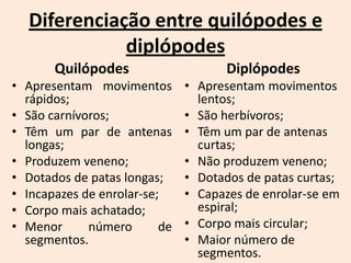Diferenciação entre quilópodes e
             diplópodes
       Quilópodes                     Diplópodes
• Apresentam movimentos        • Apresentam movimentos
  rápidos;                       lentos;
• São carnívoros;              • São herbívoros;
• Têm um par de antenas        • Têm um par de antenas
  longas;                        curtas;
• Produzem veneno;             • Não produzem veneno;
• Dotados de patas longas;     • Dotados de patas curtas;
• Incapazes de enrolar-se;     • Capazes de enrolar-se em
• Corpo mais achatado;           espiral;
• Menor      número       de   • Corpo mais circular;
  segmentos.                   • Maior número de
                                 segmentos.
 